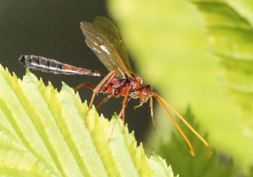 Eremotylus marginatus